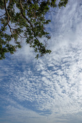 Clear blue sky scatter clouds with tree branch