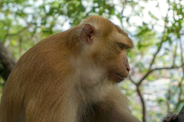 Monkey wildlife with blur background