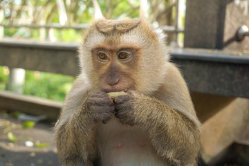 Monkey wildlife with blur background