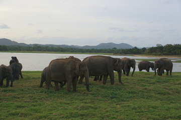 Fototapeta na wymiar A group of elephants in the Minneriya National Park, Sri Lanka