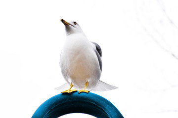mouette