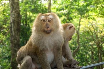 Naklejka na ściany i meble Monkey wildlife with blur background