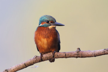 Kingfisher on the river © Paolo