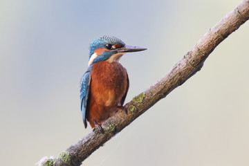Kingfisher on the river