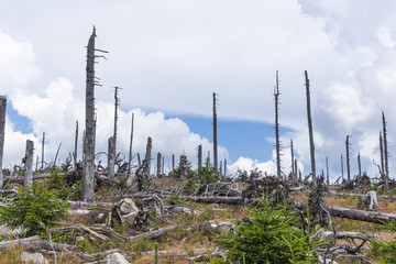 View to Dreisessel, Trojmezi and Trojmezna hills with forests destroyed by bark beetle infestation...