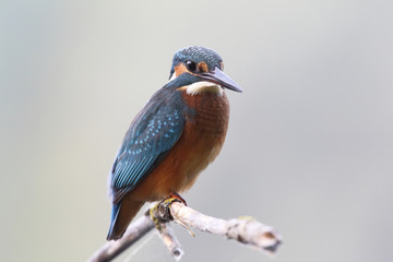 Kingfisher on the river