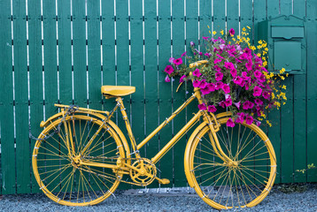 Fototapeta na wymiar Close up on vintage decorative yellow bicycle with flower basket up against green wooden fence