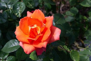 Bloming range rose - Opened petals of a rose blossom