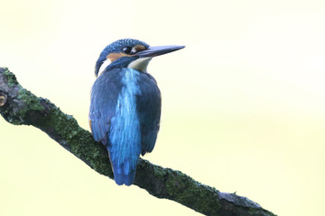 Kingfisher on the river