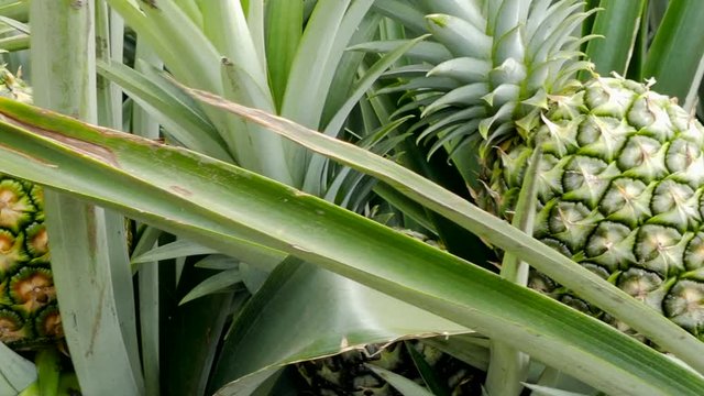 Cultivo plantaci&oacute;n de pi&ntilde;as
