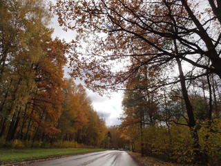 Autumn. Road in the autumn forest, leading into the distance.