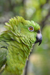 Green Parrot
