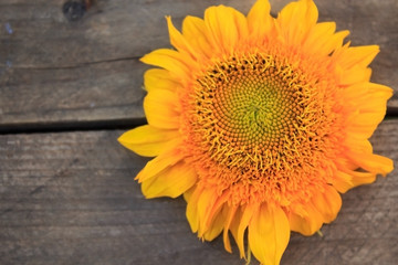 A flower of a sunflower on a wooden board. Autumn background. Selective focus. Copy space.