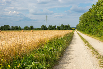 Fototapeta na wymiar leaves of a cornfield in the back a wheat field