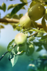 apples on an apple-tree branch in garden. apples on the tree
