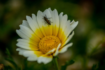 Fototapeta premium white flower wiith insect