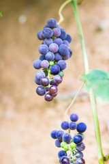 Ripening grapes outdoors in a natural light, food and agriculture concept