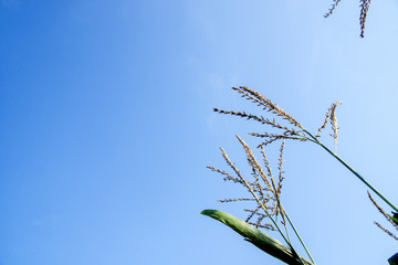 Field of corn