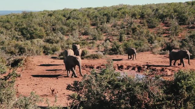 footages from south africa, wild animals taken in 2018