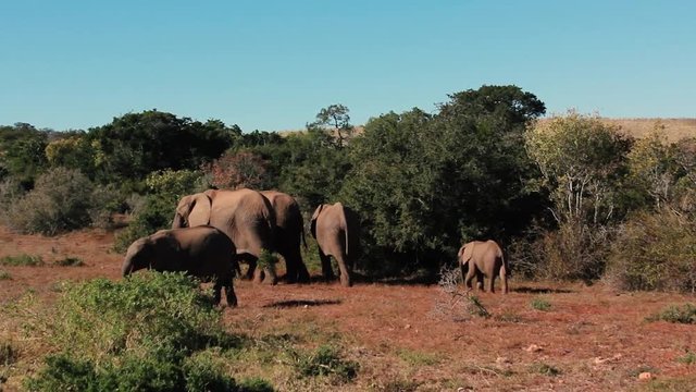 footages from south africa, wild animals taken in 2018