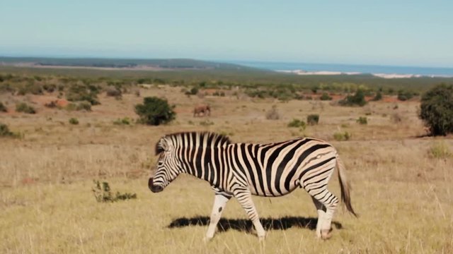 footages from south africa, wild animals taken in 2018