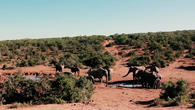footages from south africa, wild animals taken in 2018