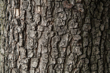 Obraz premium Pear tree bark texture