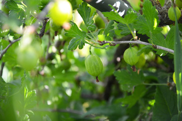 Fototapeta premium gooseberry, gooseberry bush, green, fruit, tree, food, branch, nature, gooseberry, apple, leaf, garden, plant, summer, agriculture, leaves, ripe, healthy, fresh, organic, berry, orchard, bush, crop