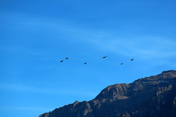 The Andean Condor flying in the morning sunlight over the Colca Canyon in Arequipa region of Peru