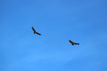 Pair of Andean Condor flying in the Blue Sky over the Colca Canyon, Arequipa region, Peru 