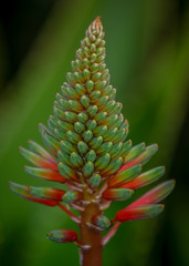 Green flower