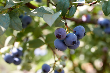 Blueberry in garden