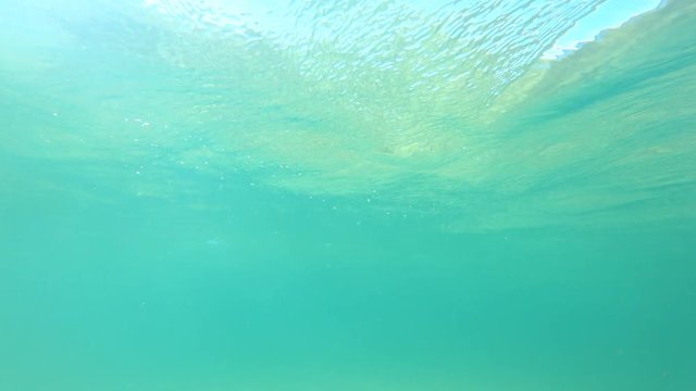 Underwater sea life at the bottom of the Atlantic Ocean