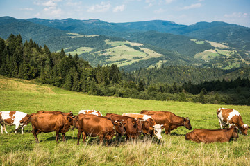 Fototapeta na wymiar Cows pasture on grass in Polish Pieniny mountains