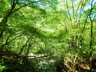 Obraz premium 陣馬山の山中