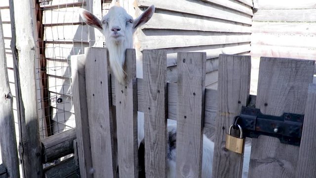 A white goat is standing behind a fence. A wooden door with a lock. The concept of protection of animals and freedom of quadrupeds.