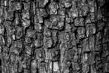 Black and white pear tree bark texture