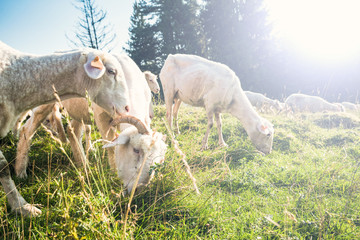 Sheep pasture in high mountains range at summer time
