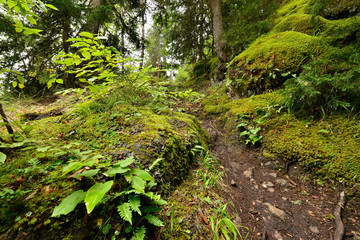 Fototapeta premium Treking in the mountains of the Borjomi-Kharagauli National Park in Lesser Caucasus. Borjomi, Georgia.