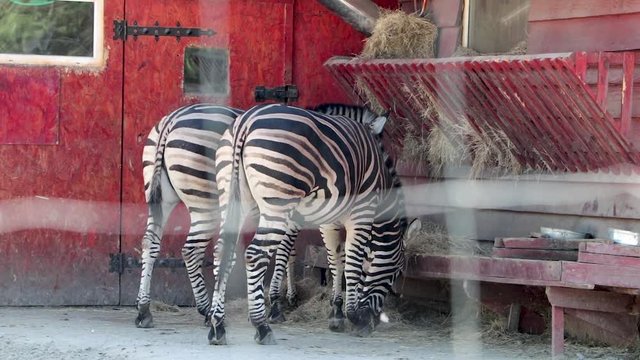 Zebra eats behind bars. The concept of protection of animal rights and freedom of quadrupeds. Zebras in the zoo behind the grid