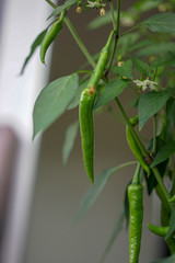 green chilli growing on plant, close up view
