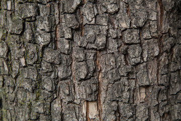 Pear tree bark texture