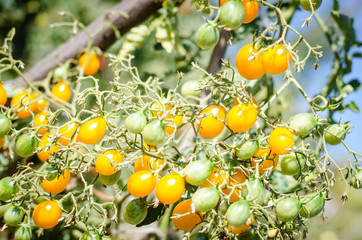 yellow cherry tomatoes in branch