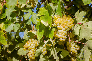 green ripe grapes