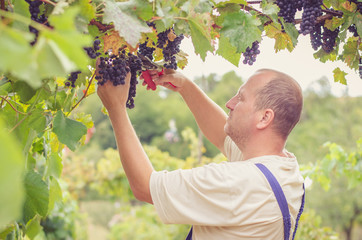 man in vineyard picking ripe vine grapes