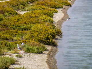 Cadiz. San Fernando. Marismas Parque natural San Fernando, España
