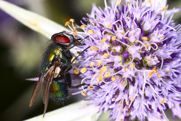 Close up of a fly feeding from a sea holly flower