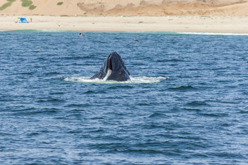 Whale at Monterey Bay