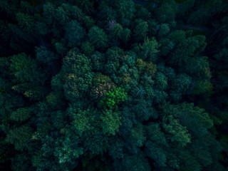 Beautiful trees in woodland, top down aerial drone view