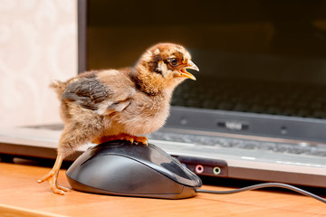 A small chick clicks on a computer mouse button. Work in the office at the computer_